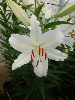 [4251 Ice Dancer 2N No02.JPG]